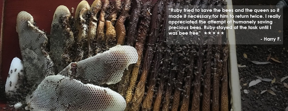 bee hive with testimonial text
