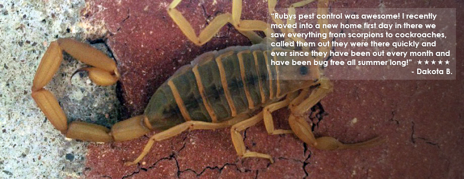 scorpion with testimonial text